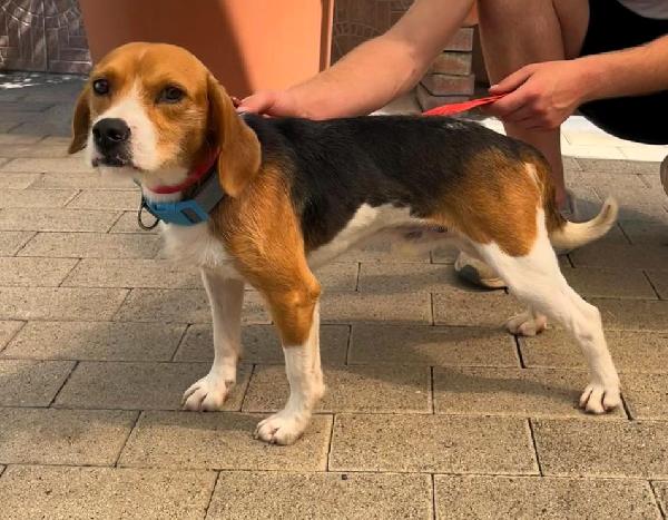 SKINNY MINI BEAGLE Foto 3